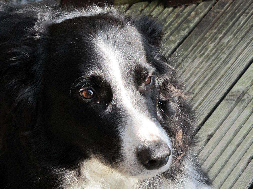 Kiwi, border collie de 3 meses en Santiago de Compostela