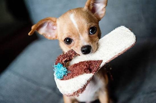 ¿Cuántas veces hace caca un cachorro? Tabla por edades y señales de alarma