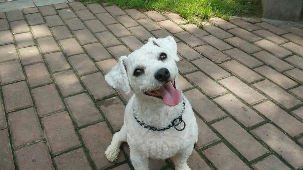 ¿Puedo sacar a mi cachorro a la calle en brazos?