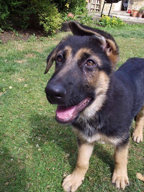 Rex, pastor alemán de 3 meses en Navarra
