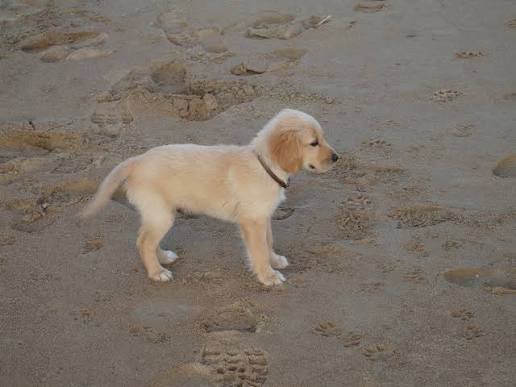 Luna, labrador de 2 meses en Madrid