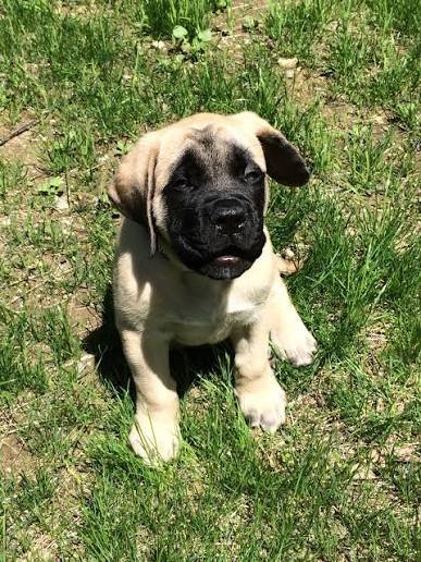 Oso, mastín de 3 meses en Zaragoza