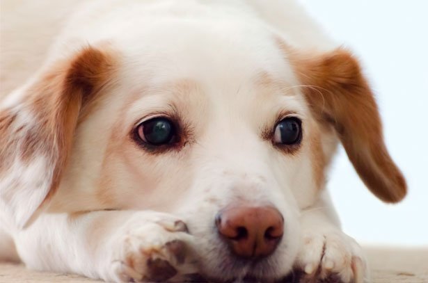 ¿Ignorar al cachorro cuando llora?
