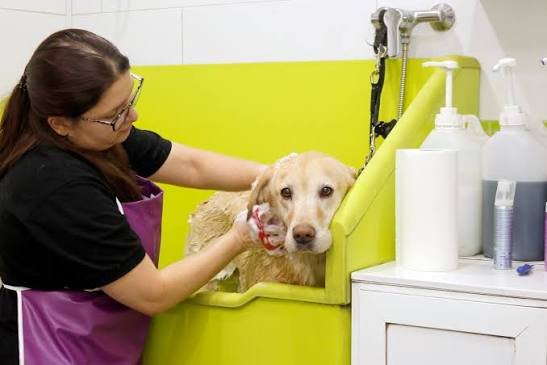 ¿Se puede bañar a un cachorro de 2 meses?