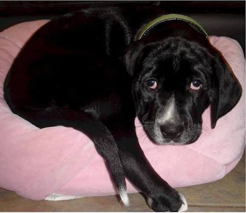 Xena, mestiza de 9 semanas en Galicia